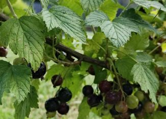Продажа дачи, 30 м2, Пензенская область