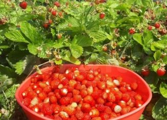 Продается земельный участок, 5.6 сот., Асбест, СДТ Север-2, 49