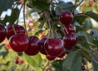 Земельный участок на продажу, 6 сот., Алтайский край, СТ Кооператор, 32