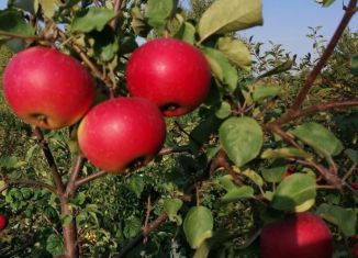 Продам земельный участок, 6 сот., Челябинская область, СНТ Швейник, 177