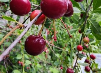 Земельный участок на продажу, 4 сот., Юрга