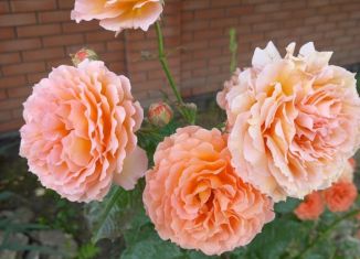 Продается дом, 20 м2, Самарская область, 1-я улица, 86